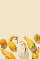 Pumpkins, gourds, squashes, patissons of different shapes and colors top view background, empty space. Autumn flat lay composition with ornamental pumpkins, minimal style, sunlight trend shadows photo