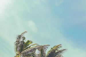 Palm tree part on white blue sky background, vintage colors, green palm leaves of coconut tree on heaven as nature summer scenery, scenic view, aesthetic summer landscape, travel and vacation fon photo