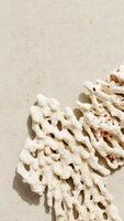 White coral on light neutral colored beige gray background. Natural textures corals, sunlight shadow, summer nature still life scenery minimal style trendy photo, top view, copyspace photo