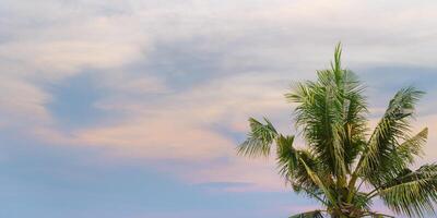 Palm tree close up against sunset sky, green palm leaves of coconut tree on heaven as nature summer scenery, scenic view, aesthetic summer landscape, travel and vacation banner with copyspace photo