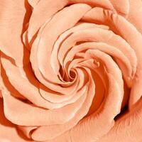 Peach color rose flower background, flowery aesthetic nature close up pattern, botanical design background, floral top view photo, macro petals blooming roses, trend gradient color of year peach fuzz. photo