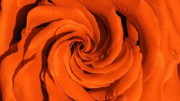 Close up orange color rose with petals macro texture, top view beauty nature aesthetic banner, Natural floral geometric pattern with curve lines, soft focus, vivid monochrome colored photo