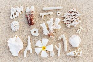 Seashells and corals on sand beach. Trend minimal pattern at sunlight. Summer vacation concept. Nautical design. Modern flat lay aesthetics still life composition. Top view, pastel colored photo