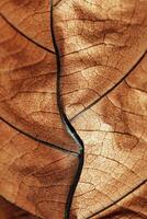 Autumnal Dried Leaf Texture background. Macro photo of leaf show intricate brown texture, withered natural foliage at sunlight, dark shadows. Veins pattern in warm autumn hues, low depth of field