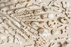 Assorted natural Seashells and corals at sunlight, with palm leaf shadow, summer nature still life of shell, coral pieces on grey beige background, minimal style pattern, neutral tones photo