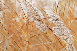 Fluffy lake grass as Natural textured pattern with contour light, organic design background, soft focus and beige golden soft color. Aesthetic nature scenery, minimal autumn seasonal ornament photo