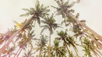 Palm trees view from below under clear sky, travel mood aesthetic nature banner, Coconut tree silhouette at tropical coast with Vintage Tones colorful, summer scenery, wide angle view photo