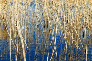 Yellow grass reeds and their water ripples, nature landscape yellow blue color. Growing wild plants in lake or wetlands, abstract natural texture pattern from reflections on water in form curved lines photo