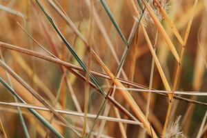 Natural autumn pattern from reeds grass, plants growing on lake against blur bokeh sunlight. Beautiful geometric texture backgrounds, aesthetic nature scenery, vivid golden beige gradient photo