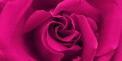 Red magenta rose flower banner, flowery aesthetic nature close up pattern, botanical design background, floral top view photo, macro petals of blooming roses scenery beauty nature wallpaper photo