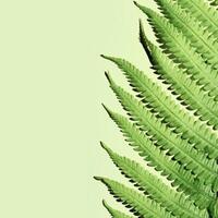 CloseUp of Green Fern Leaves, botanical texture as background, natural beauty pattern, macro trend scenic green leaf fern at sunlight with shadow, minimal nature geometric lines and shapes photo