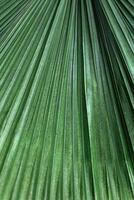 Texture Green palm leaves as natural background for design, abstract nature view. Detailed tropical leaves, striped lines light and shadows. Close up photo exotic foliage. Abstract nature pattern