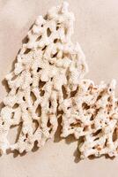 Piece of coral as minimal top view background. Stylish layout of found coral on ocean shore. Summer relahation concept, beach vibes. Above nature backdrop with copy space, neutral pink beige photo