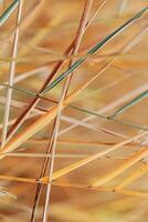 Natural autumn pattern from dry reed grass, plants grow on lake against blur bokeh sunlight. Beautiful geometric texture backgrounds, aesthetic nature scenery, vivid golden beige color gradient photo