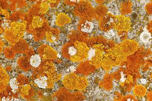 Nature botanic background, covered with mosses and lichens stone, yellow, orange, white plant spots, macro trend top view photo. Natural close up texture mossy surface. Environment textured photo