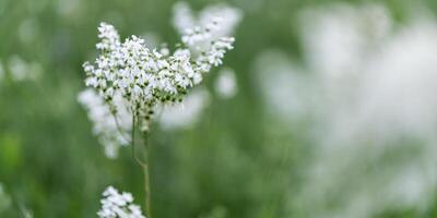 Filipendula ulmaria flowers growing on meadow, summer nature scenery with white meadowsweet close up, green blurred botanical background, soft focus, medical plants in flowering seasonal photo