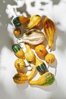 Pumpkins, gourds, squashes, patissons of different shapes and colors top view pattern, sunlight plant shadow. Autumn flat lay composition with ornamental pumpkins, minimal style, overview photo