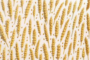 Pattern with ears of wheat, closeup golden yellow wheat spikelets at sunlight with hard shadow. Top view layout minimal style, aesthetic trend, autumn seasonal crop and harvest concept photo