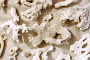 White pieces of coral with sun shadow at sunlight, nature above view photo of different natural corals scattered on light beige grey concrete, minimal monochrome pattern, neutral color