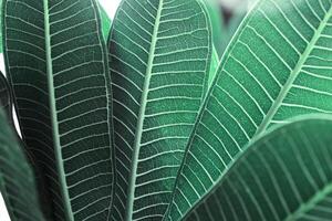 Macro texture Green turquoise palm leaf as natural background for design, abstract nature view. Detailed green tropical leaves with veins. Closeup photo of fresh foliage. colored nature pattern