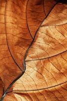 Autumn Dried leaf close up with natural veins pattern, brown leaf as nature background. Trend botanical design backdrop, environment pattern, fall seasonal still life macro trend, soft focus photo