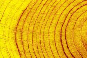 Yellow Colored wooden background, aesthetic wood texture annual rings. Macro photo of cross section of juniper log, geometric nature organic pattern trend color. Monochrome gradient of timber closeup