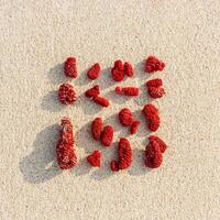 Natural Red Corals layout on beach sand background. Minimal flat lay of variety shapes coral pieces on sandy coastal sea. Creative top view photo pattern at sunlight. Tranquil, harmony scene