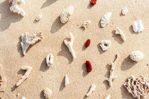 minimal pattern with Seashells and corals on sandy beach at sunlight. Summer vacation concept, beach mood. Nautical Top view minimal aesthetics still life composition on ocean shore. Nature color photo