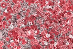 Monochrome nature patterns of colored mosses and lichens, natural texture background, Close-up surface covered with white pink color moss, macro short, top view photo micro plants natural
