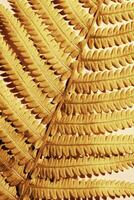 Close-Up of Golden Fern Leaves, autumn textured background, natural beauty pattern, minimal botanical view, macro trend scenic gold leaf at sunlight with shadow, nature geometric lines and shapes photo