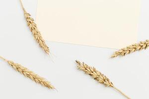Ears of wheat close up on beige background. Natural cereal plant, harvest time concept photo