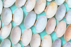 Natural round seashells on blue paper. Summer design background with shells photo
