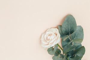 Beautiful white rose flower with branch of eucalyptus. Holiday concept. Nature background. photo