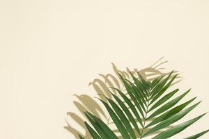 Natural green palm leaf with sun shadows on light yellow. Summer minimal concept, beautiful daylight photo