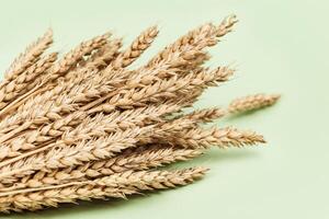 Sheaf of wheat ears close up on pastel green background. Natural cereal plant, harvest time concept photo