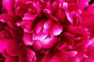 Beautiful flowery background from red purple petals of peony. Spring flower close up. Natural environment design photo