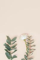 Beautiful white rose flowers with branches of eucalyptus on pastel pink. Holiday floral background. photo