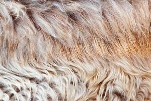Texture of fake fur, macro colored sheep hair background, natural fluffy wool, furry surface photo