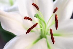 White lily flower with stamens and pistil close up. Natural flowery background. Macro photography. photo