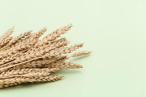 Bunch of ripe wheat ears close up on pastel green background. Creative autumn harvest of grain crops photo