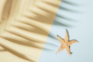 Summer minimal background with shadow of palm tree leaf and starfish. Pastel colored aesthetic photography. photo