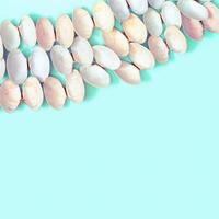 Natural round seashells on blue paper. Summer design background with shells pastel colors. photo