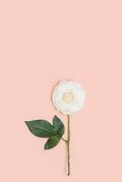 One beautiful white rose flower with green leaves on pastel pink background with copy space. Holiday minimal concept. photo