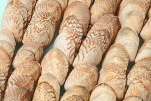 Natural beige shells. Summer design background with natural beautiful seashells. photo