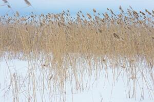 Dry plant reeds on on covered snow lake, against blue sky, natural winter background. Environment, solace in nature photo
