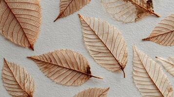 Delicate beauty of dried autumn leaves showcasing intricate venation patterns against textured background photo