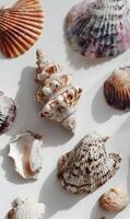 Seashells on a white surface creating a natural and aesthetic pattern reminiscent of coastal vacations sea treasures photo