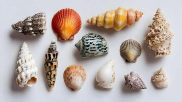 Collection of Seashells Displaying a Variety of Shapes Sizes and Textures Against a White Background photo