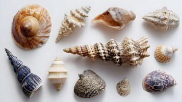 A captivating collection of seashells showcasing diverse shapes patterns and textures found in marine life photo