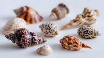 Elegant assortment of seashells showcasing nature's intricate patterns and captivating color variations seashells photo